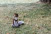 Red Squirrel