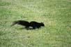 Black squirrel
