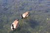 Two Canada Geese