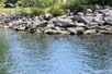 Canada Geese on Lake Ontario
