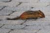 Chipmunk