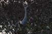 Heron at Lac Tremblant