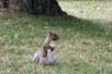 Red Squirrel
