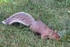Red Squirrel