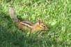Chipmunk