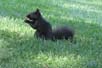 Black squirrel