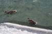 Ducks