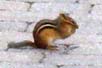 Chipmunk
