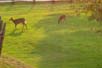 Deer at Mt. Tremblant